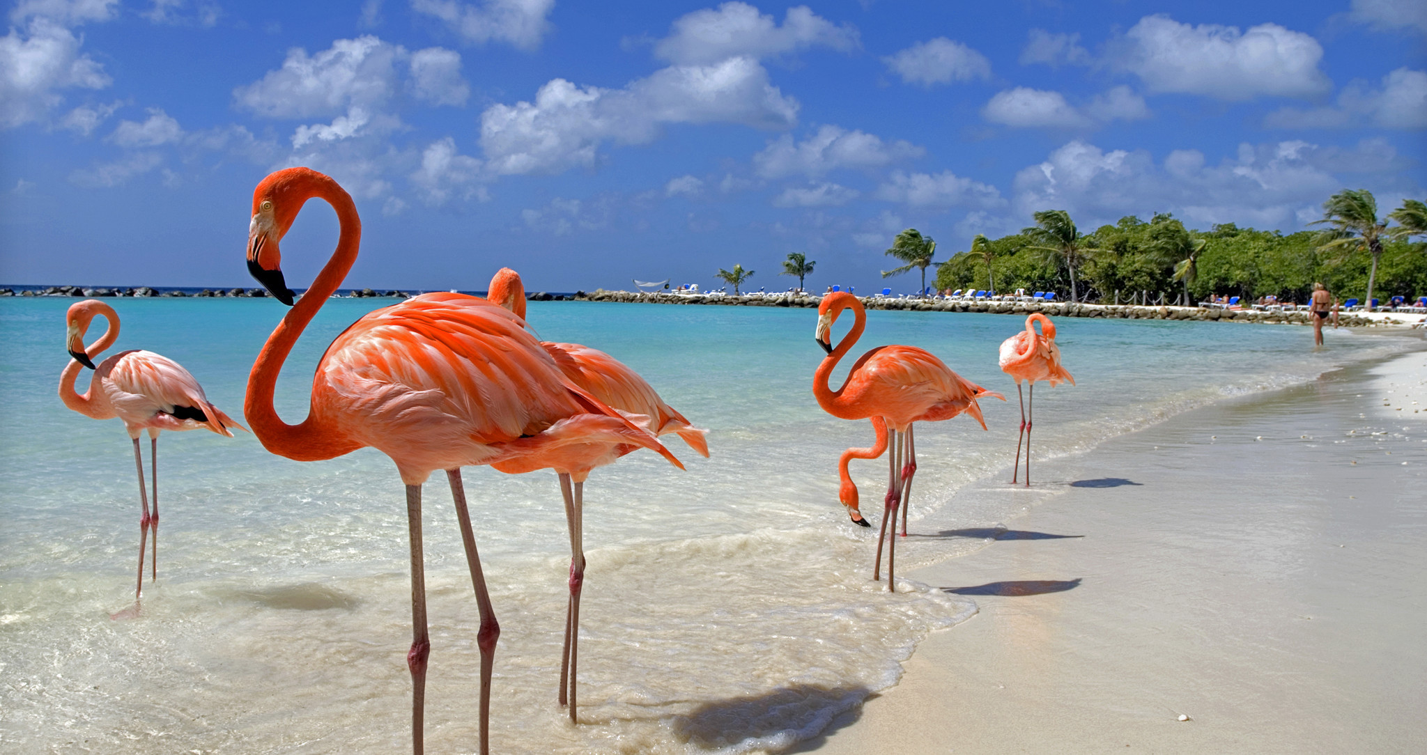 Llamar a Aruba Llamar a Aruba. Prefijo:297