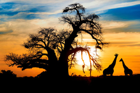 Cheap calls to Botswana Call to Botswana. Prefijo:267