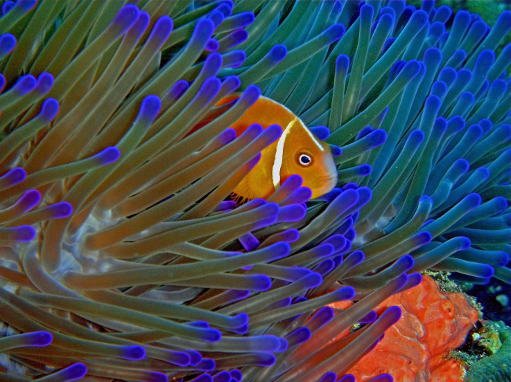 Llamar a ISLAS FIJI Llamar a ISLAS FIJI. Prefijo:679
